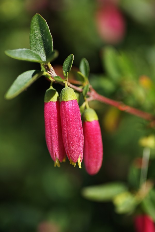 Fuchsia Dusky Bells by Joy Watson